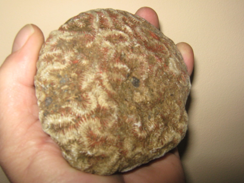 20z91c6.jpg